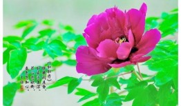 国色天香4最新爆料,剧情升级，神秘人物揭晓！