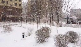 爆料下雪了视频,银装素裹美不胜收”