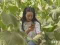 网红直播吃哈密瓜,哈密瓜甜蜜诱惑引全民热议