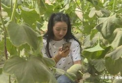 网红直播吃哈密瓜,哈密瓜甜蜜诱惑引全民热议