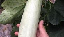 网红的吃瓜群号,一场娱乐狂欢的幕后故事
