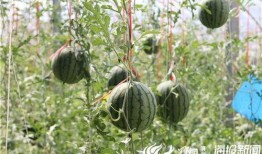 保山吃瓜最新事件爆料视频