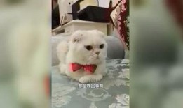 娱乐吃瓜君和刘二豆,揭秘娱乐圈背后的趣味故事