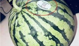 定西网红吃瓜,揭秘当地美食背后的故事