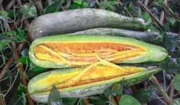 莱芜吃瓜莱芜网红,吃瓜群众眼中的莱芜风采