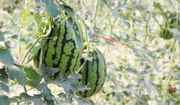 定西网红吃瓜,揭秘当地美食背后的故事