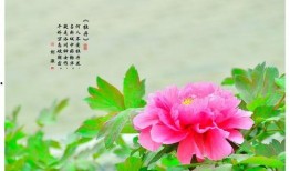 国色天香4最新爆料,剧情升级，神秘人物揭晓！